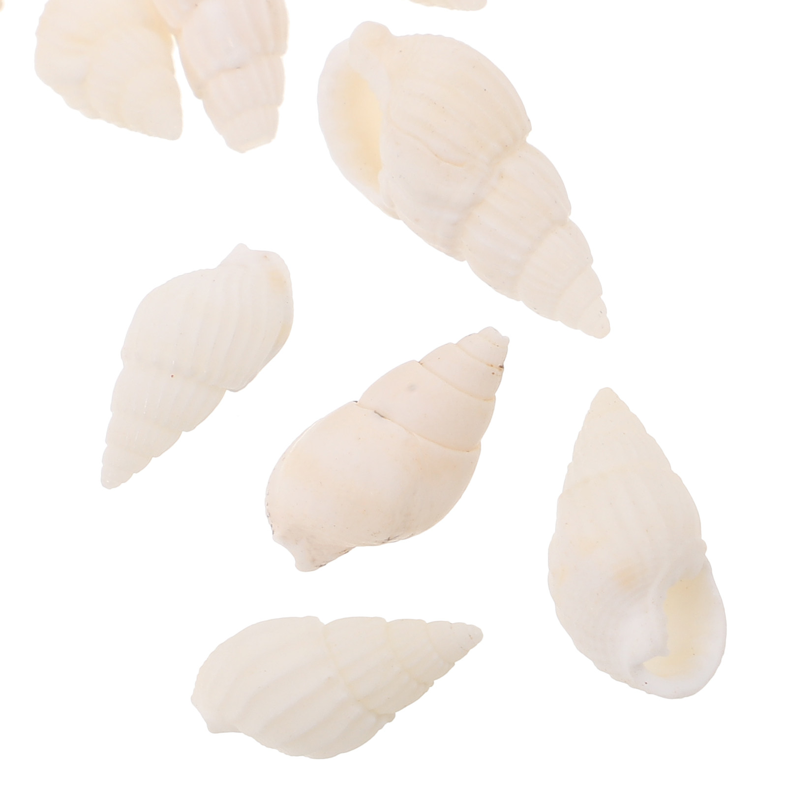 20 Stück weiße Spiral-Muscheln – Resin Art Ocean Bewertung und Preis